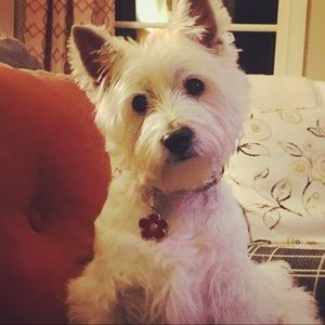 Meet your Posher, Holli